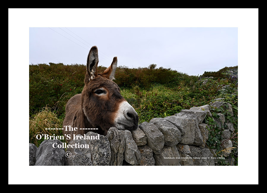 Inishmore Island ~ " Here's Looking at you" ~ Aran Islands ~ Co Galway .....0205