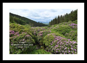 Knockmealdown     ~      are a mountain range located on the border of counties Tipperary and Waterford in Ireland, running east and west between the two counties     ~   Co Tipperary .....1004