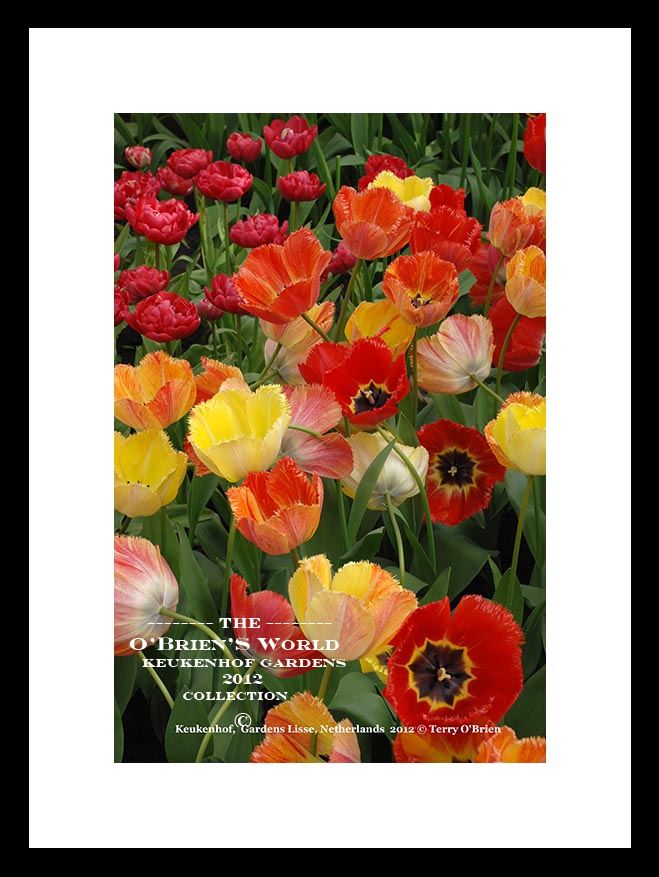 Keukenhof Tulip Gardens >>>> Lisse >>>> Amsterdam >>>>Netherlands >>2012