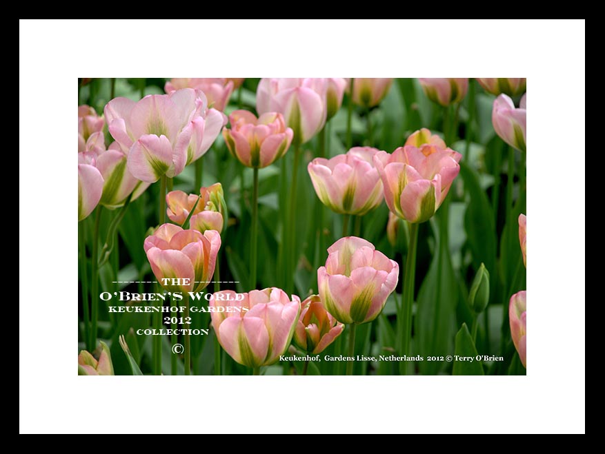 Keukenhof Tulip Gardens >>>> Lisse >>> Amsterdam >>> Netherlands >> 2012