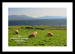 Irish Landscape    ~    "Sheep Grazing"    ~   Clare Island   ~   Co.Mayo ....4858