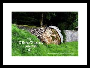 Rossmore Forest Park   ~    " Giant"    ~   Cortolvin   ~   Co. Monaghan....9802
