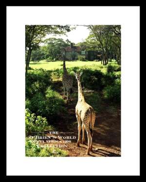 Karen Blixen's House Estate >>>  "Giraffes" >>> Nairobi >>> Kenya >>> Africa >> 1999