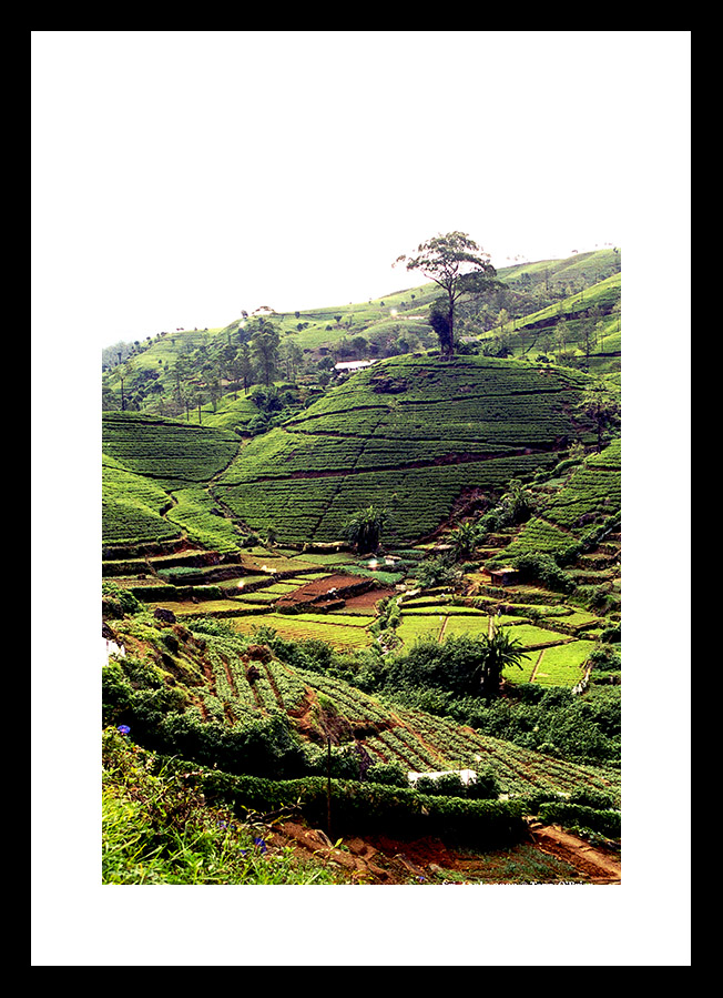 Sri~Lanka..... 2003