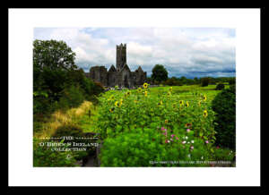 Quin Abbey    ~    Quin Franciscan Friary was founded around 1402 by Síoda Cam MacNamara    ~    Co Clare ......20