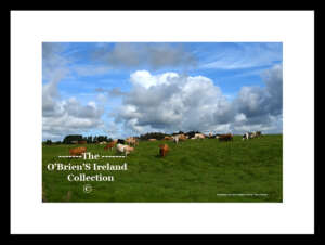 Cooraclare     ~  "Cattle in Field"   ~   Co Clare ...... 2302