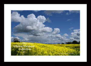Irish Landscape   ~   "Rape Seed Field"   ~   Athy    ~    Co Kildare....2208