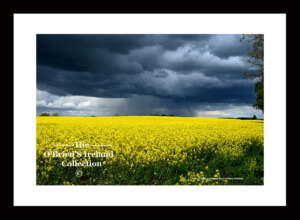 Irish Landscape   ~   "Rape Seed Field"   ~   Athy    ~    Co Kildare....2277