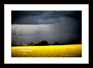 Irish Landscape   ~   "Rape Seed Field"   ~   Athy    ~    Co Kildare....6011