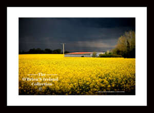 Irish Landscape   ~   "Rape Seed Field"   ~   Athy    ~    Co Kildare....6012