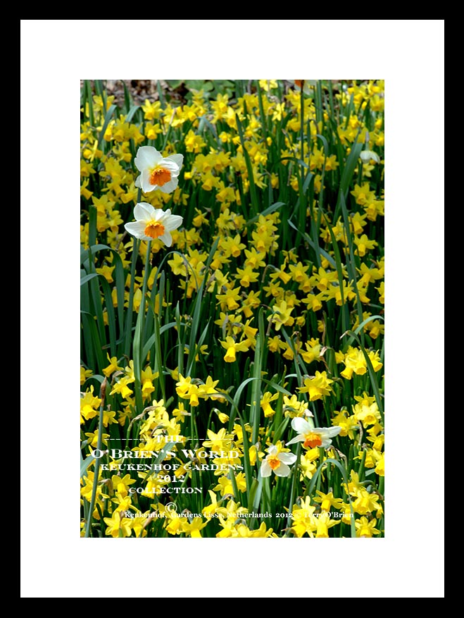 Keukenhof Tulip Gardens >>>> Lisse >>>> Amsterdam >>>>Netherlands >>2012