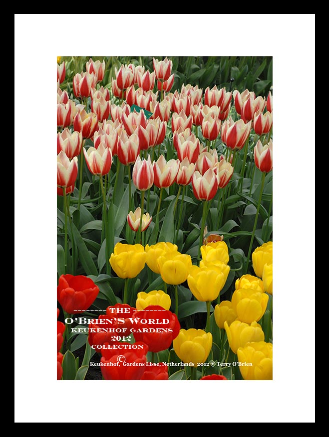 Keukenhof Tulip Gardens >>>> Lisse >>>> Amsterdam >>>>Netherlands >>2012
