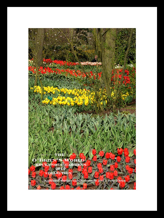 Keukenhof Tulip Gardens >>>> Lisse >>>> Amsterdam >>>>Netherlands >>2012