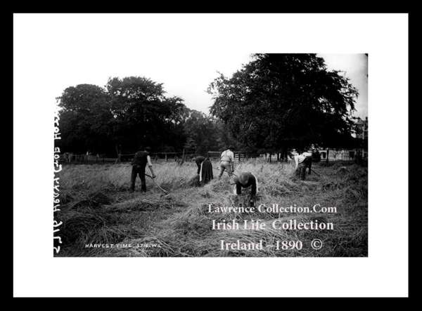 Traditional Farm Work    ~  Hay Making  ~    "Gathering the Harvest" ......L18/214